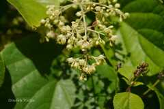 Aspidopterys cordata